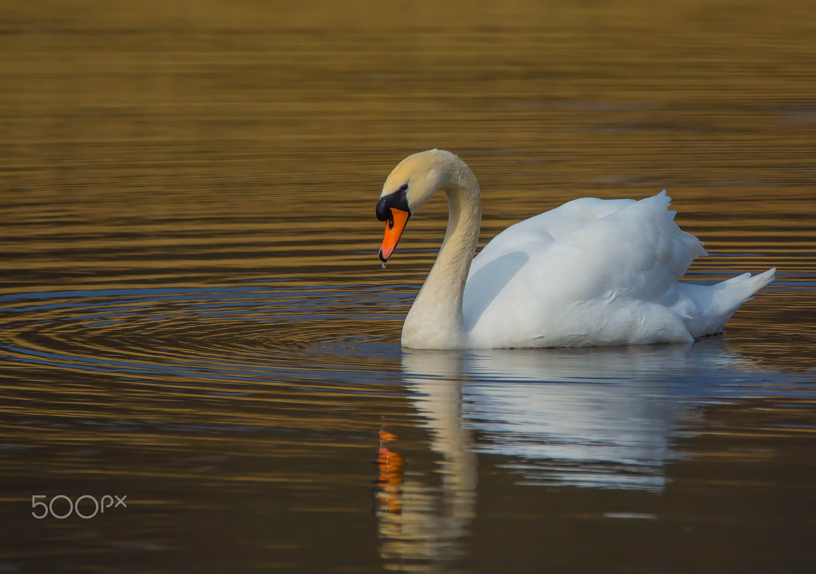 Nikon D7100 sample photo. Pure grace. photography