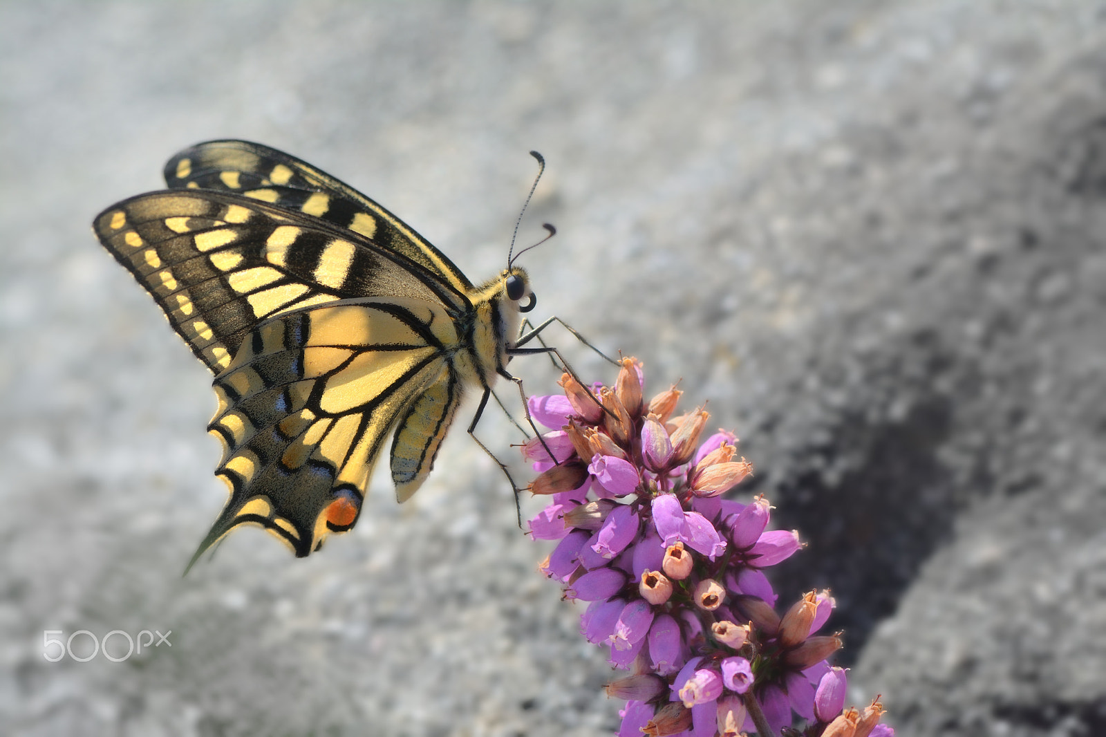 Nikon AF-S Micro-Nikkor 105mm F2.8G IF-ED VR sample photo. Heather queen photography