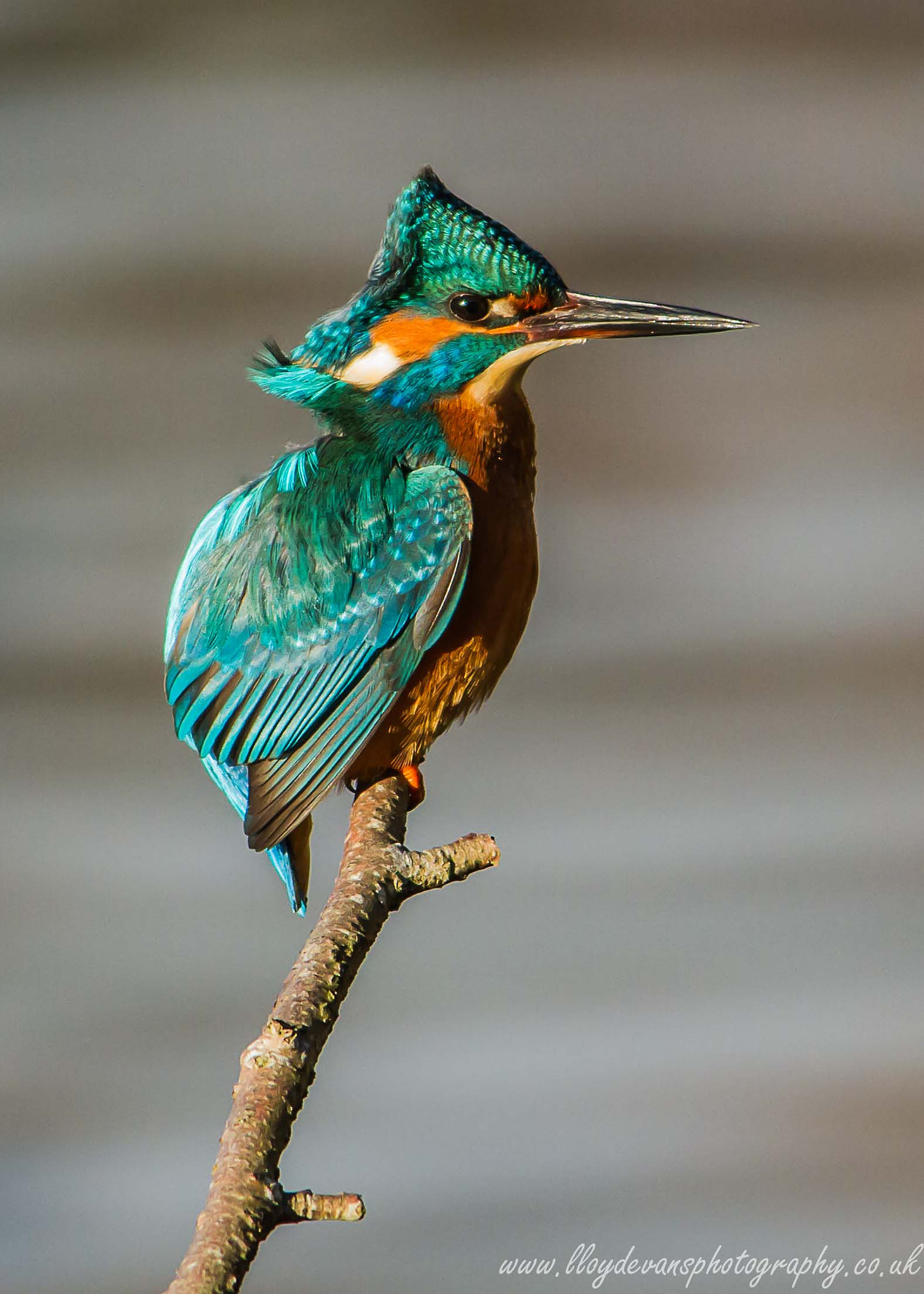 Sigma 150-500mm F5-6.3 DG OS HSM sample photo. Draughty photography