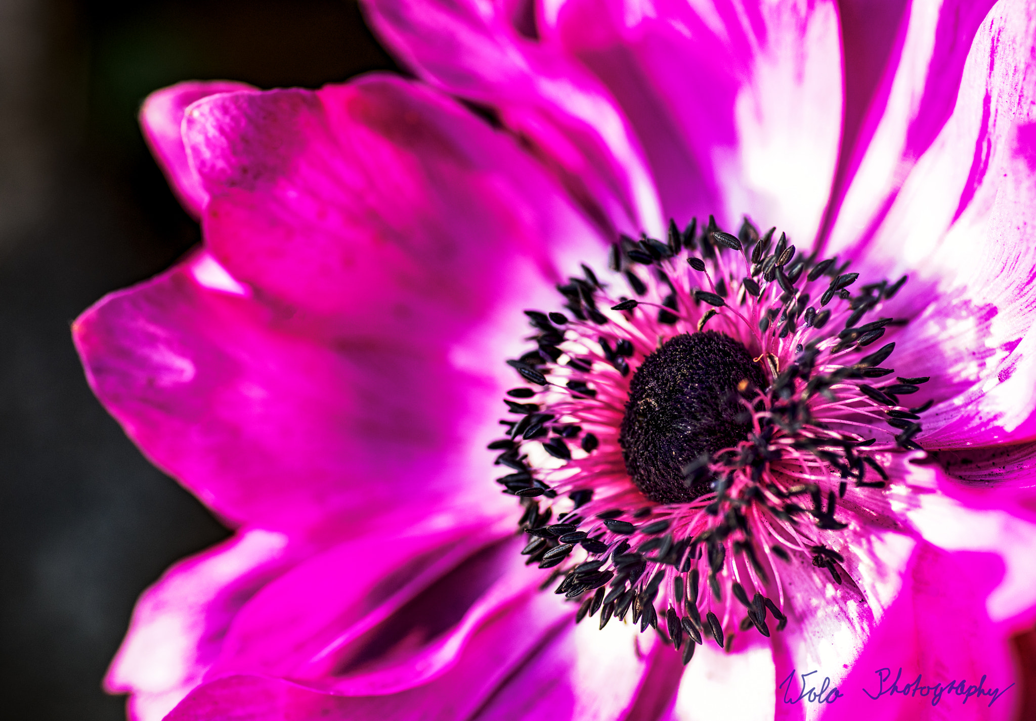 Tokina AT-X Pro 100mm F2.8 Macro sample photo. Spring anemone photography