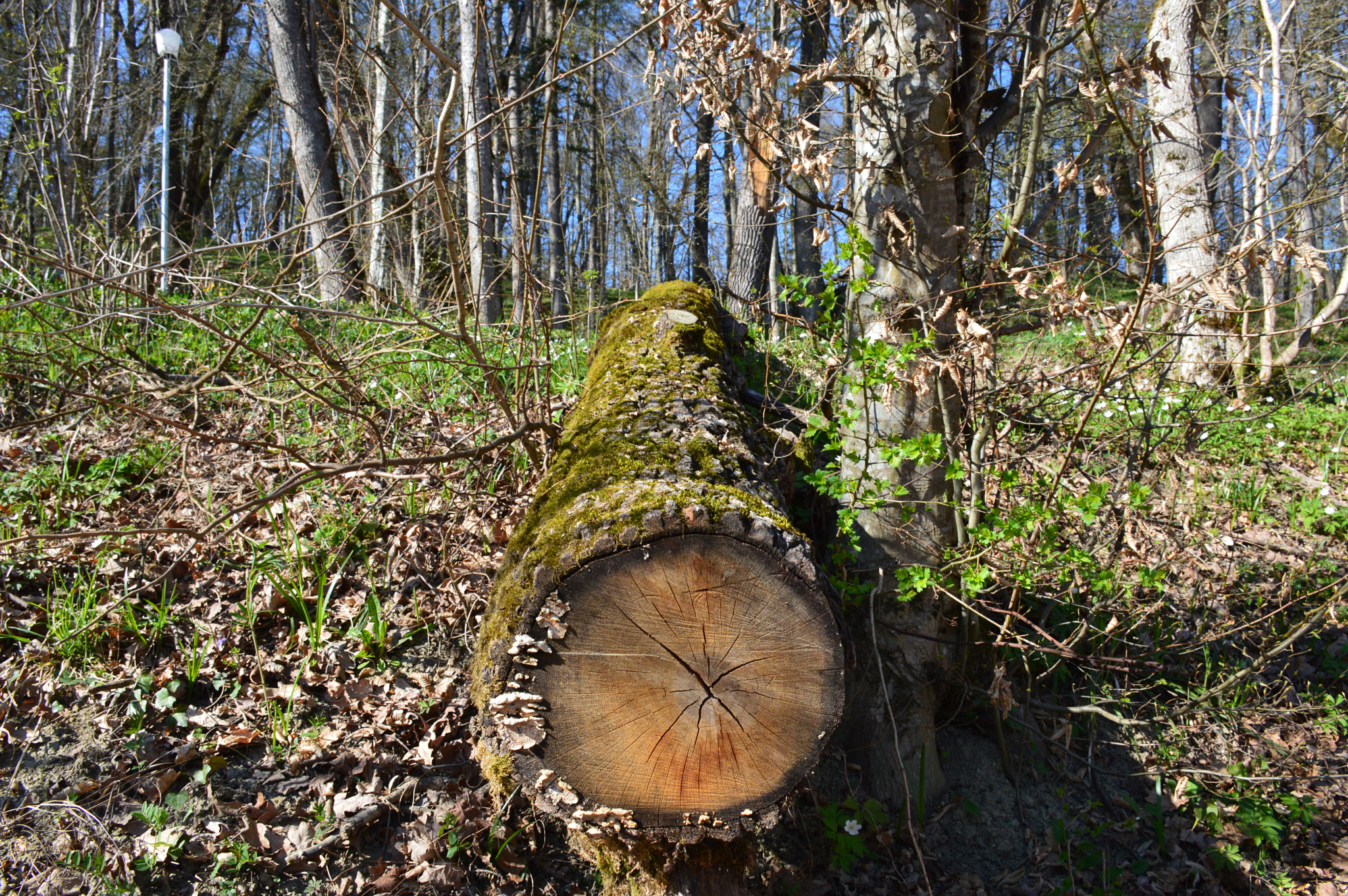 Nikon D3200 sample photo. Wood photography