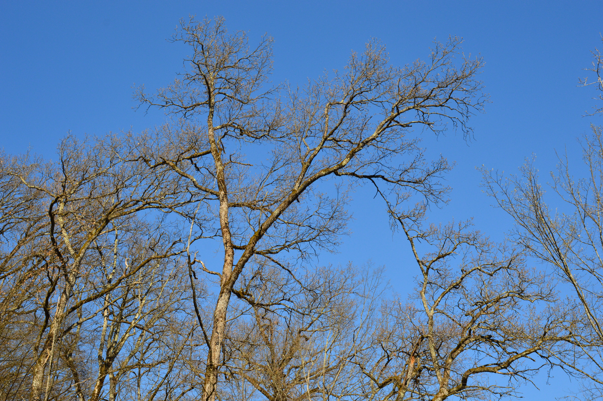 Nikon D3200 sample photo. Trees photography