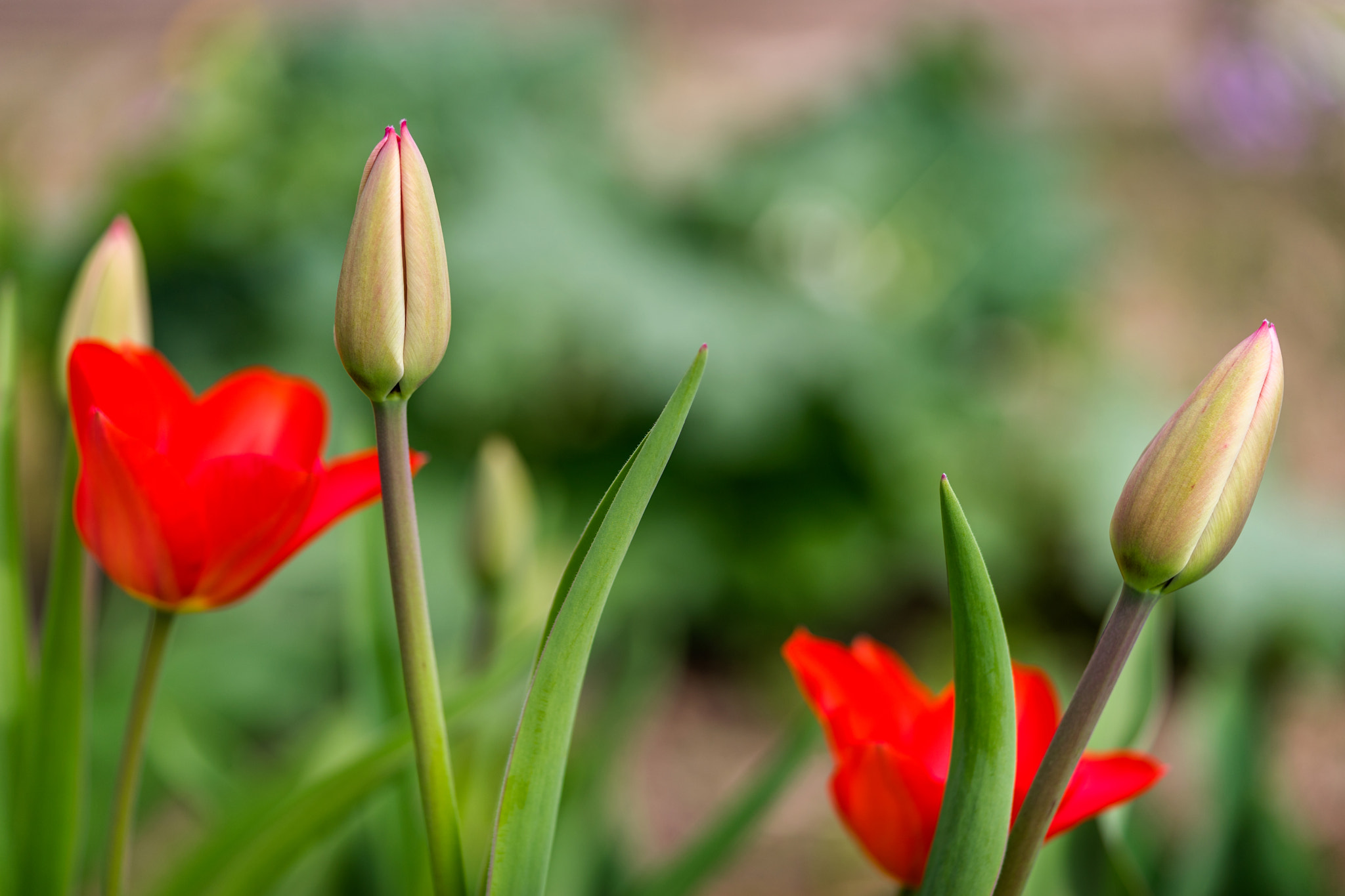 Sony a7 II + Sony FE 90mm F2.8 Macro G OSS sample photo. Same age ... photography