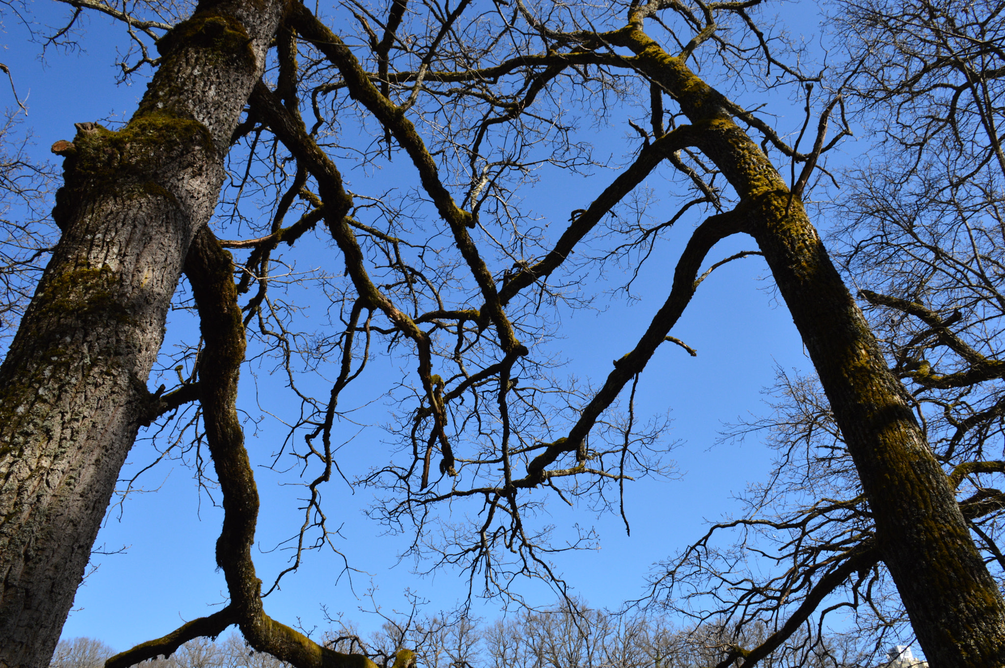 Nikon D3200 sample photo. Forest photography