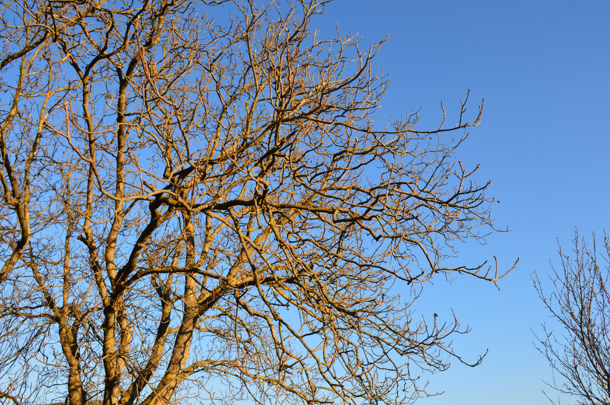 Nikon D3200 sample photo. Tree photography