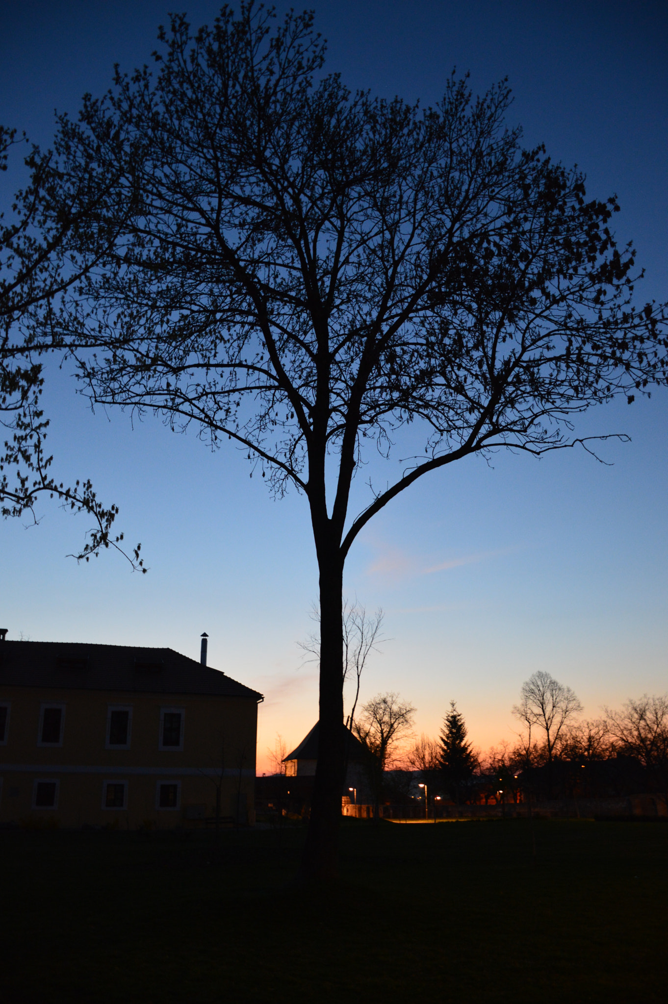 Nikon D3200 sample photo. Night tree photography