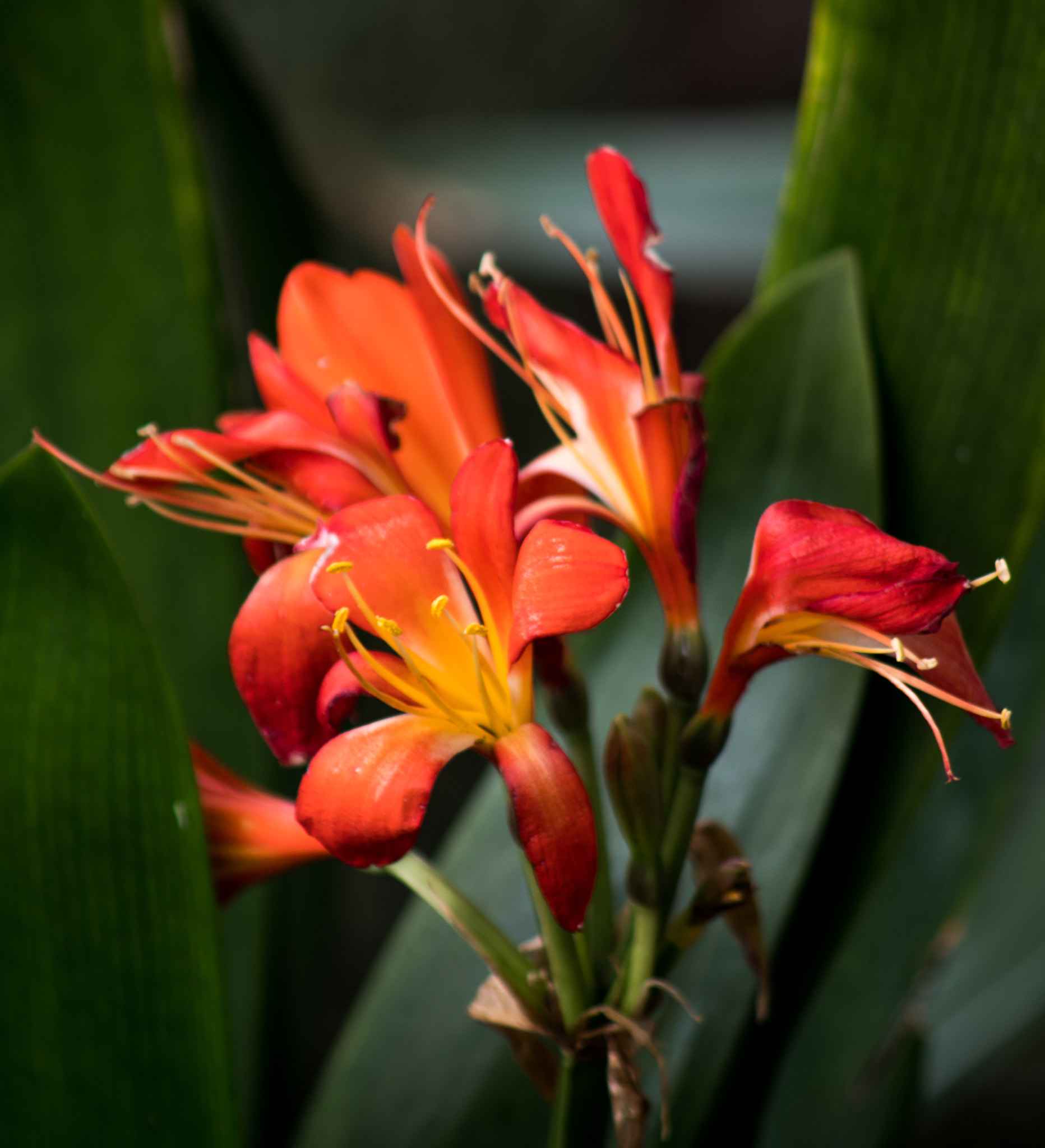 smc PENTAX-FA 80-320mm F4.5-5.6 sample photo. Orange close photography