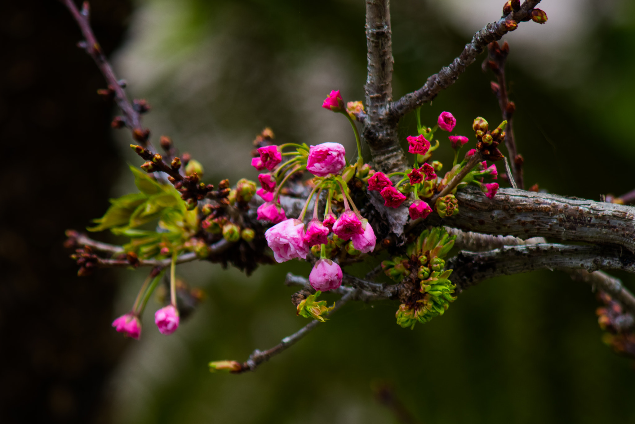 smc PENTAX-FA 80-320mm F4.5-5.6 sample photo. Pink close photography