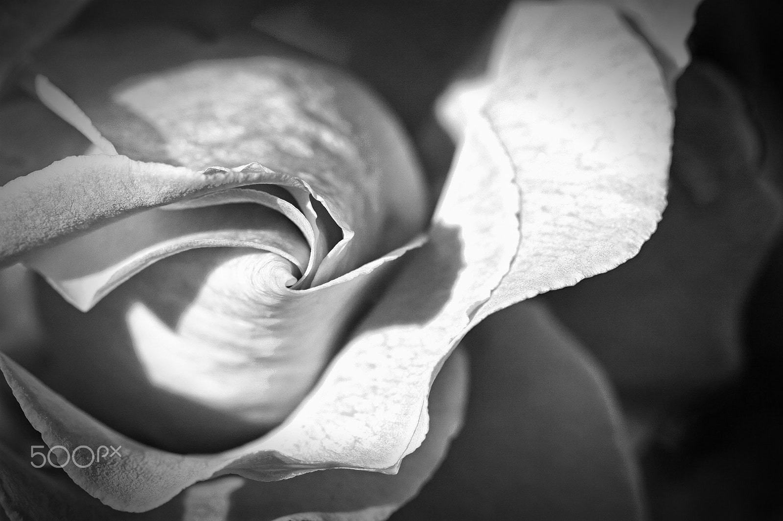 Canon EF 100mm F2.8 Macro USM sample photo. Rosy lines photography