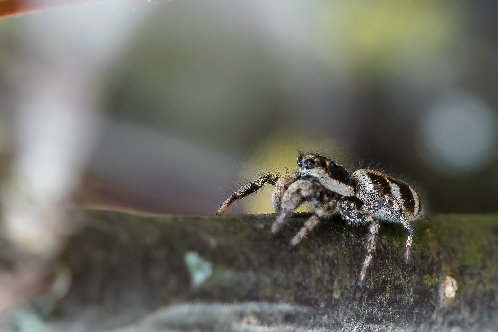 Sony a7R II + Canon EF 100mm F2.8L Macro IS USM sample photo. Spider photography