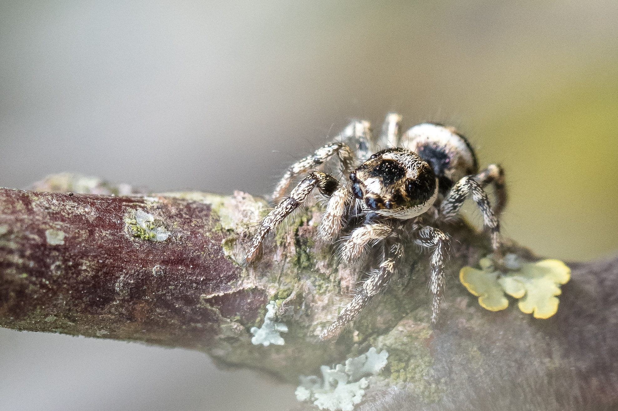 Sony a7R II + Canon EF 100mm F2.8L Macro IS USM sample photo. Spider photography