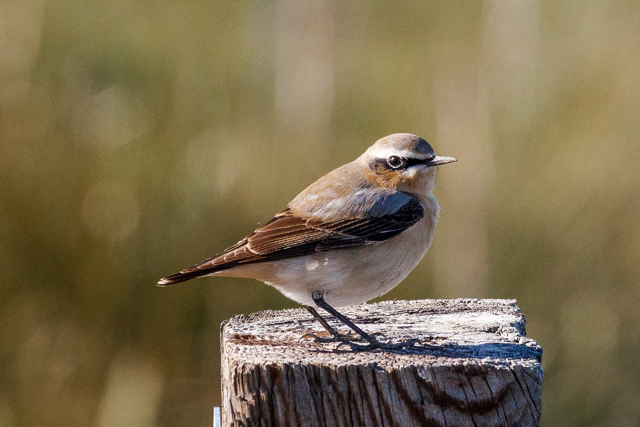 Canon EF 100-400mm F4.5-5.6L IS USM sample photo. Northern wheatear photography
