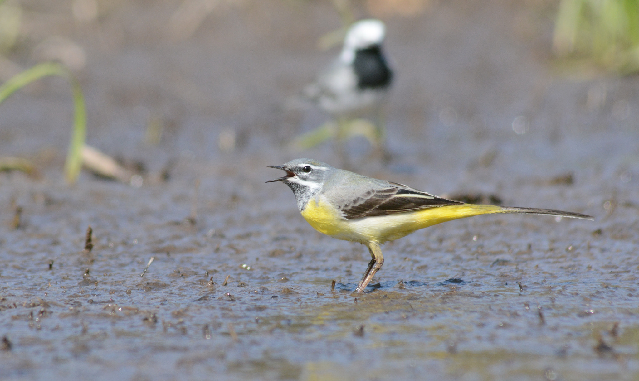 Sigma 70-300mm F4-5.6 APO DG Macro sample photo. Wagtail's battle photography