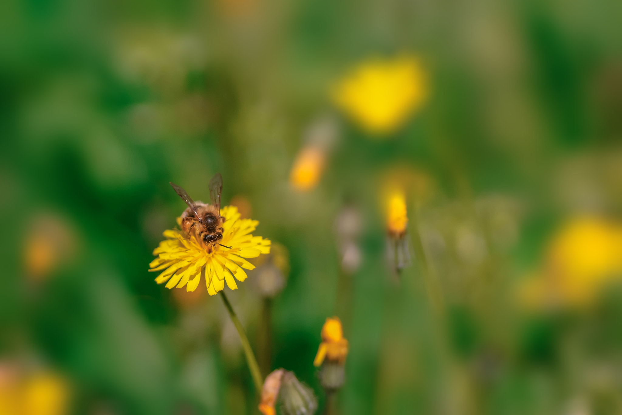 Sony a6000 + Tamron SP AF 90mm F2.8 Di Macro sample photo. Colletes succintus photography