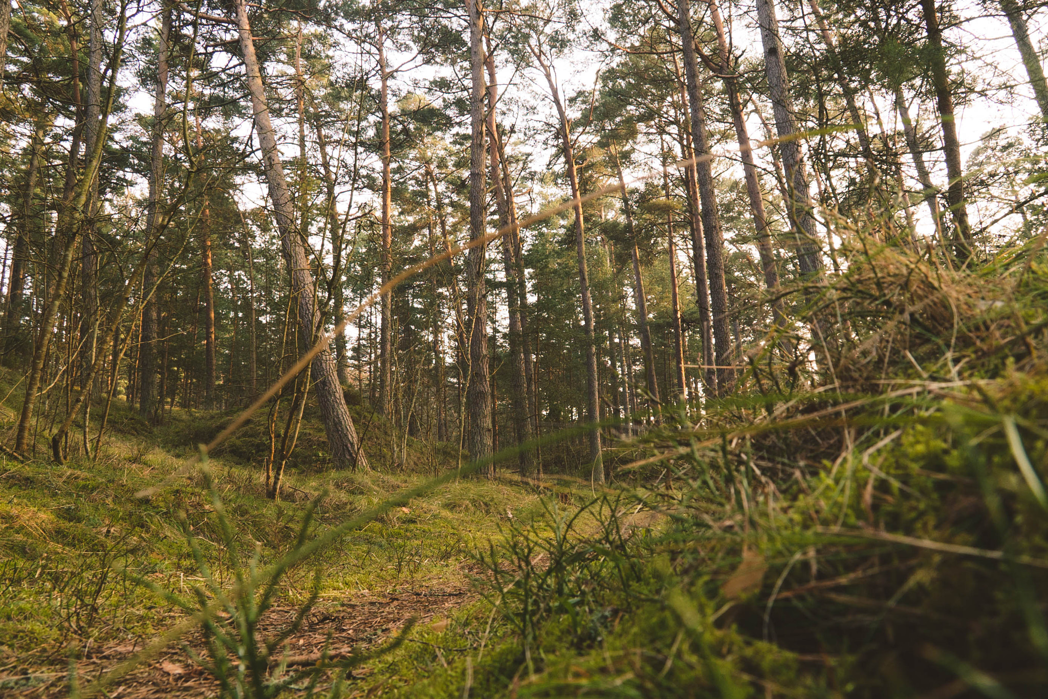 Sony a7S II sample photo. Forest story photography