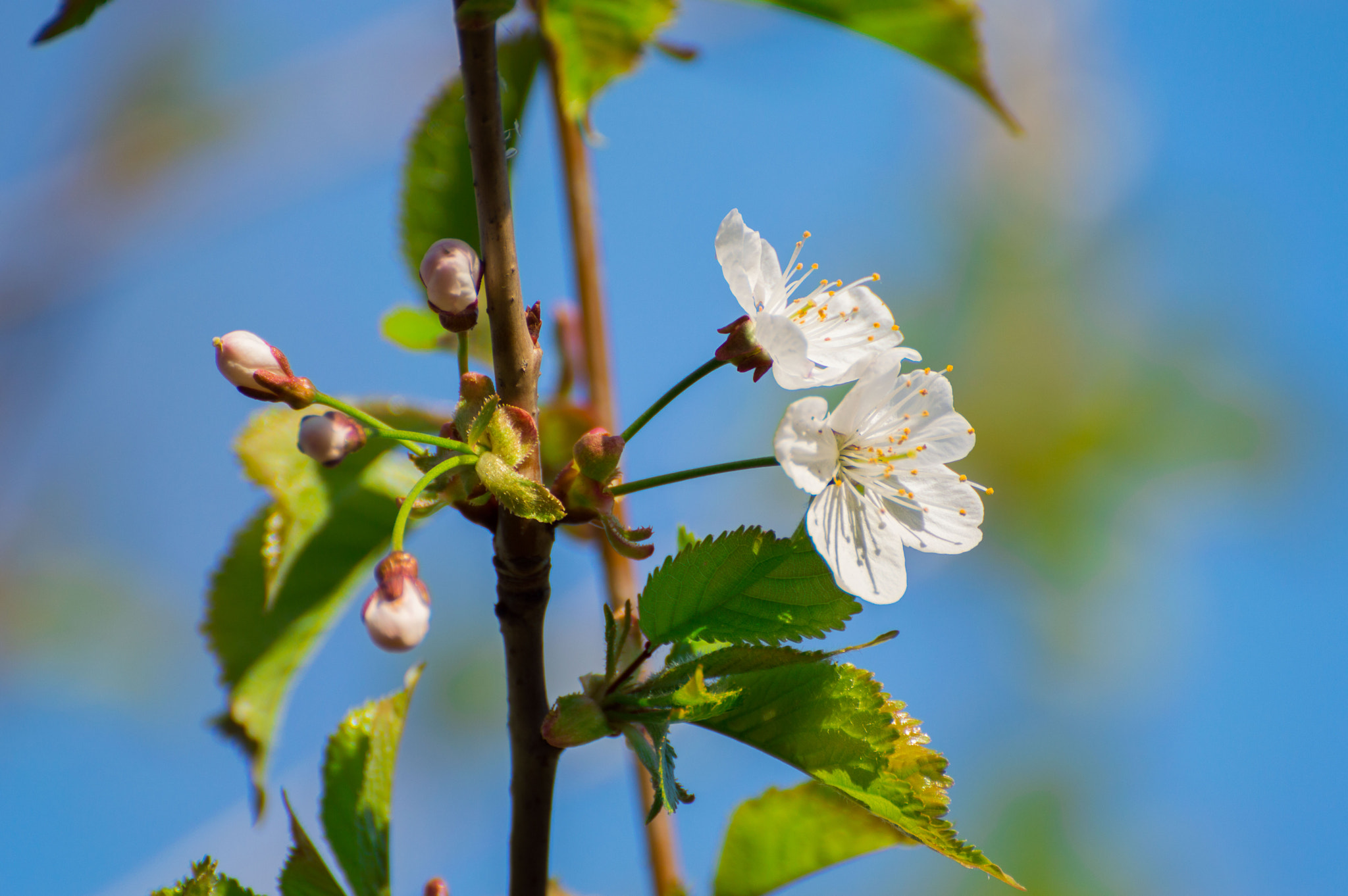 Nikon D3200 sample photo. Awakening photography