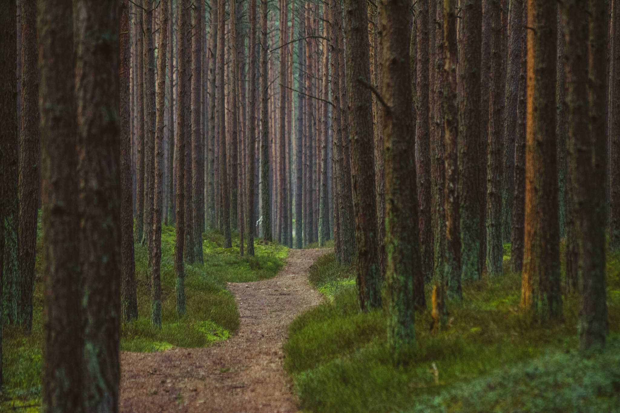 Sigma 70-300mm F4-5.6 APO DG Macro sample photo. Road to forest life photography