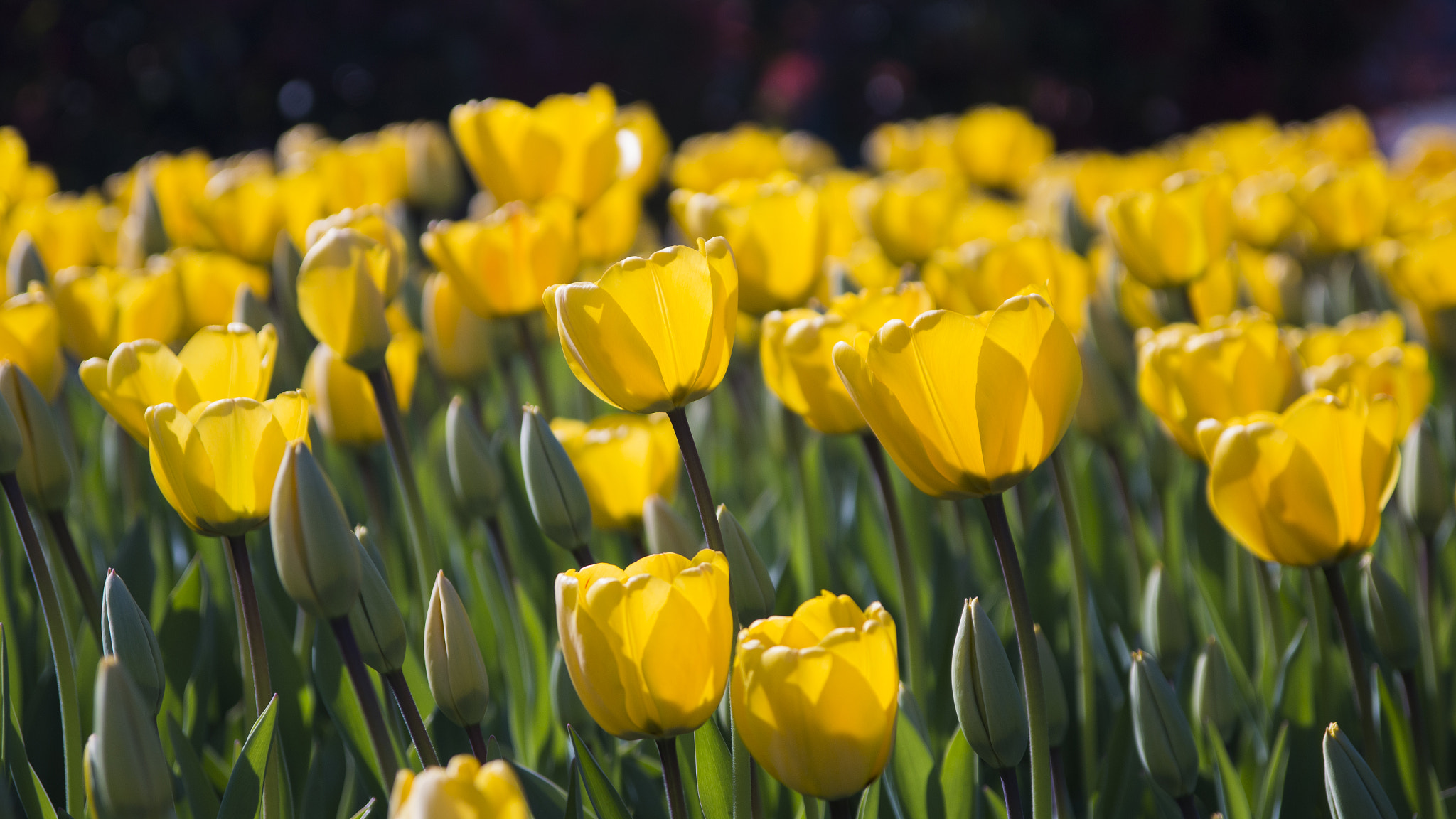 Canon EOS 70D sample photo. Tulip times in istanbul photography