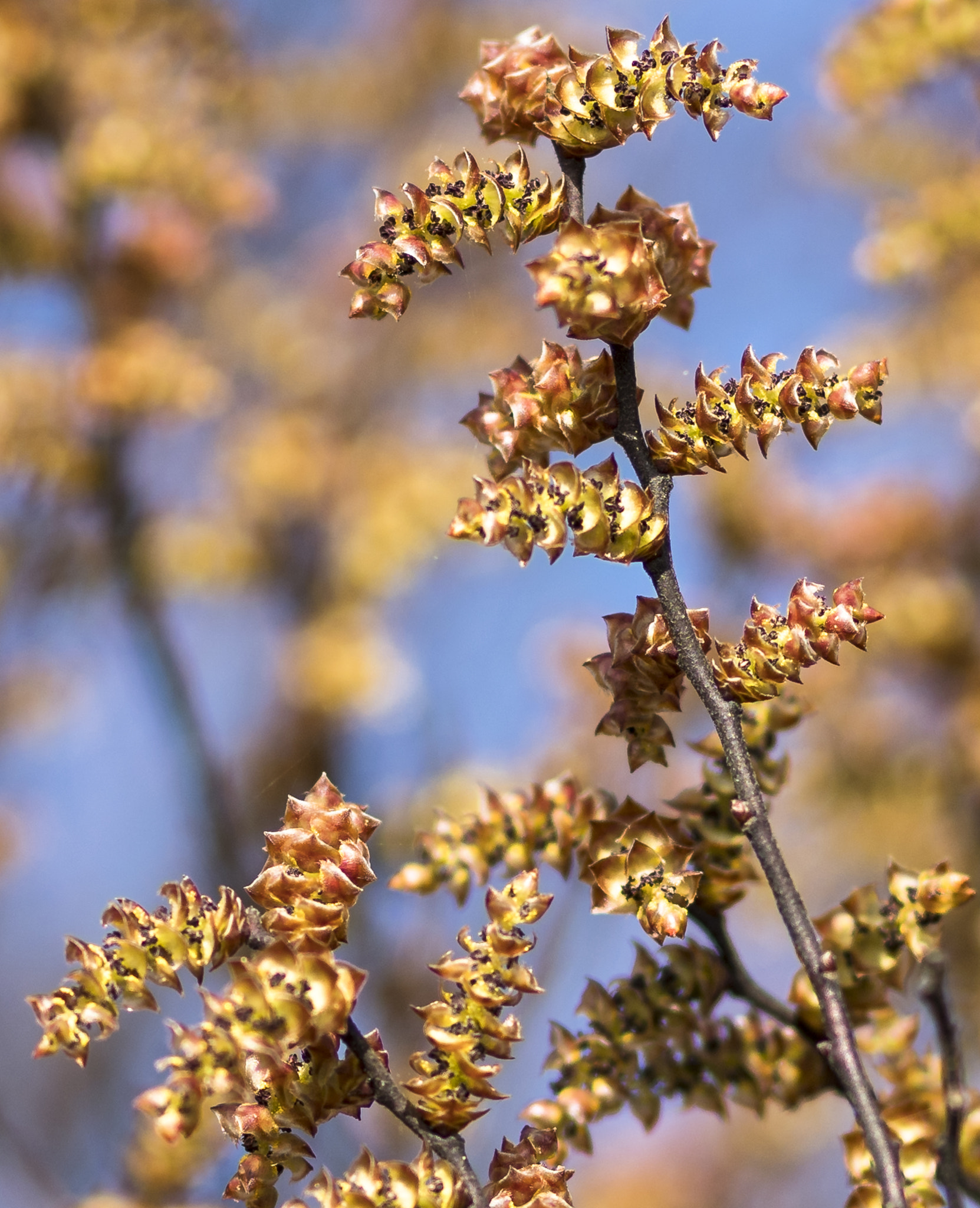 Canon EF 85mm F1.8 USM sample photo. Gagelstrauch photography