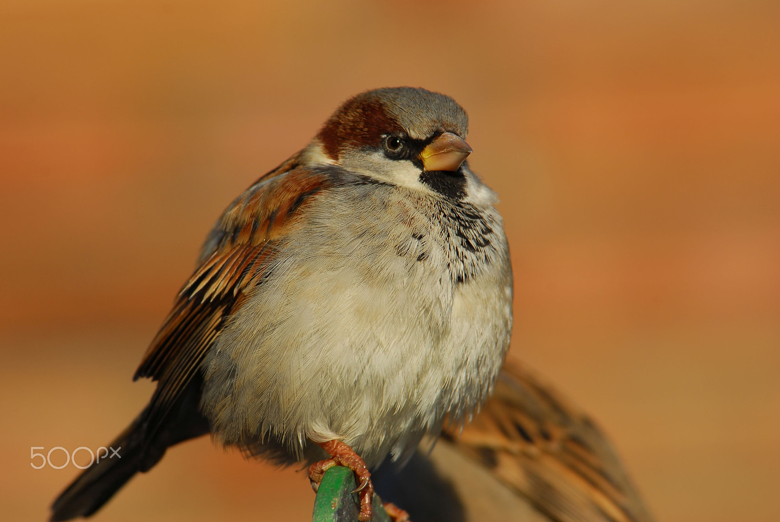 Nikon D200 sample photo. Sparrow photography