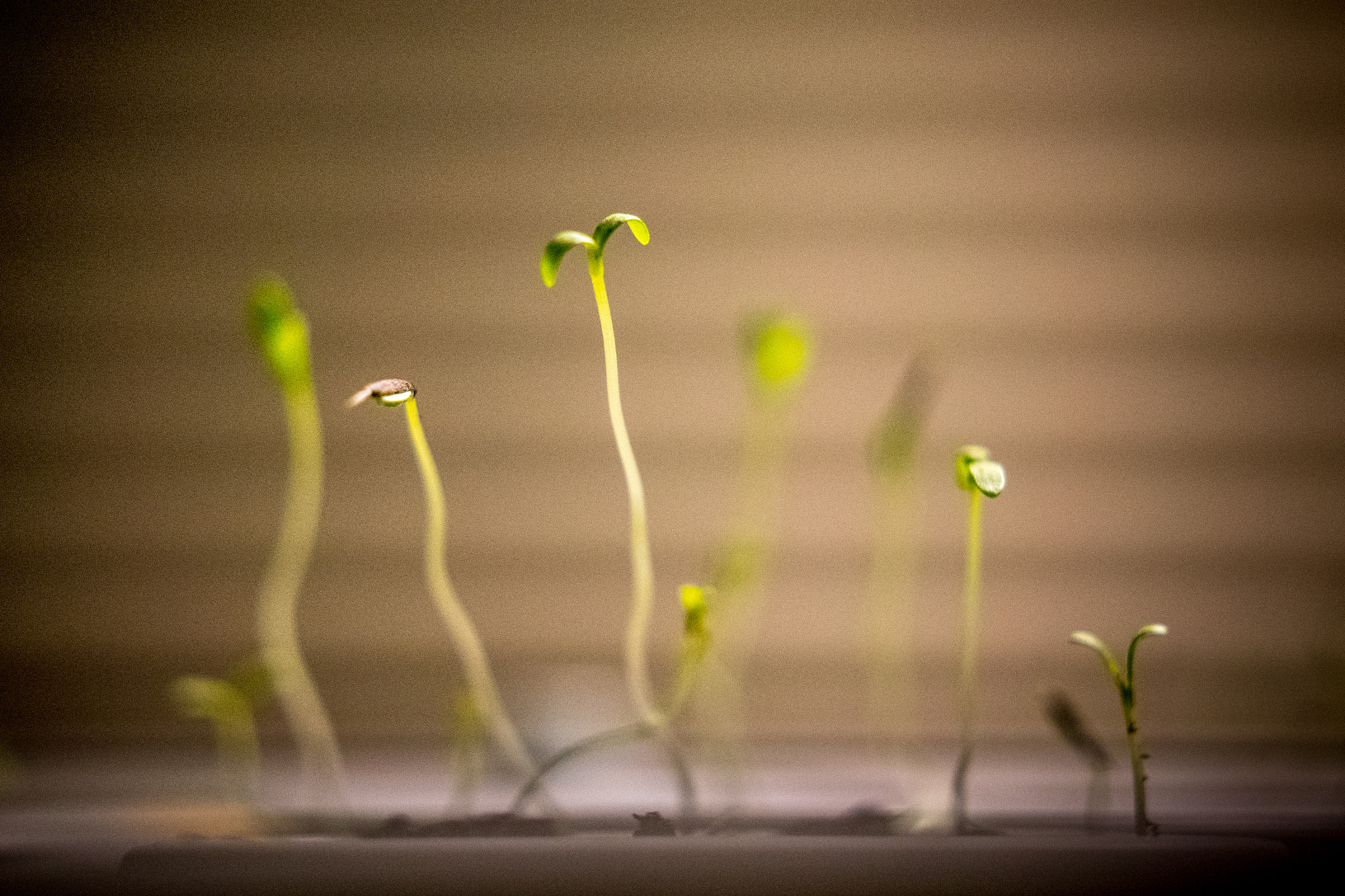 Sony a7 II sample photo. 295/365: sprouts photography
