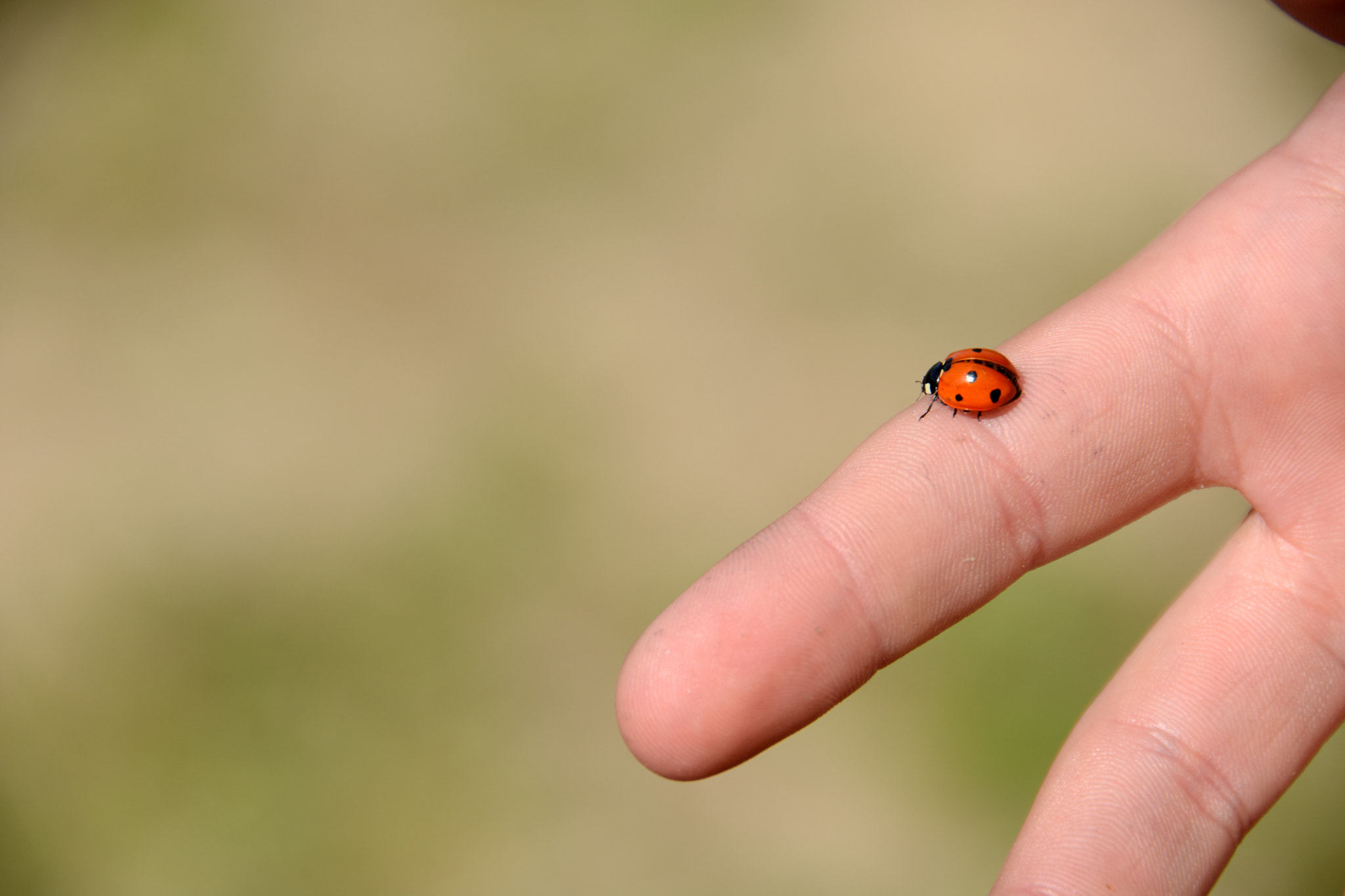 Nikon D7100 sample photo. Ladybug upon finger photography