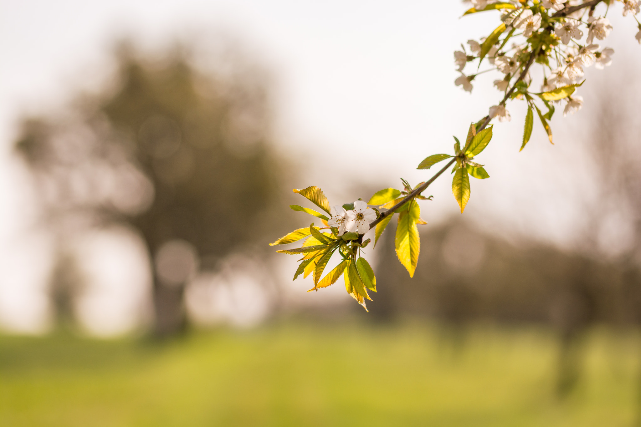 Sigma 105mm F2.8 EX DG OS HSM sample photo. Spring morning photography