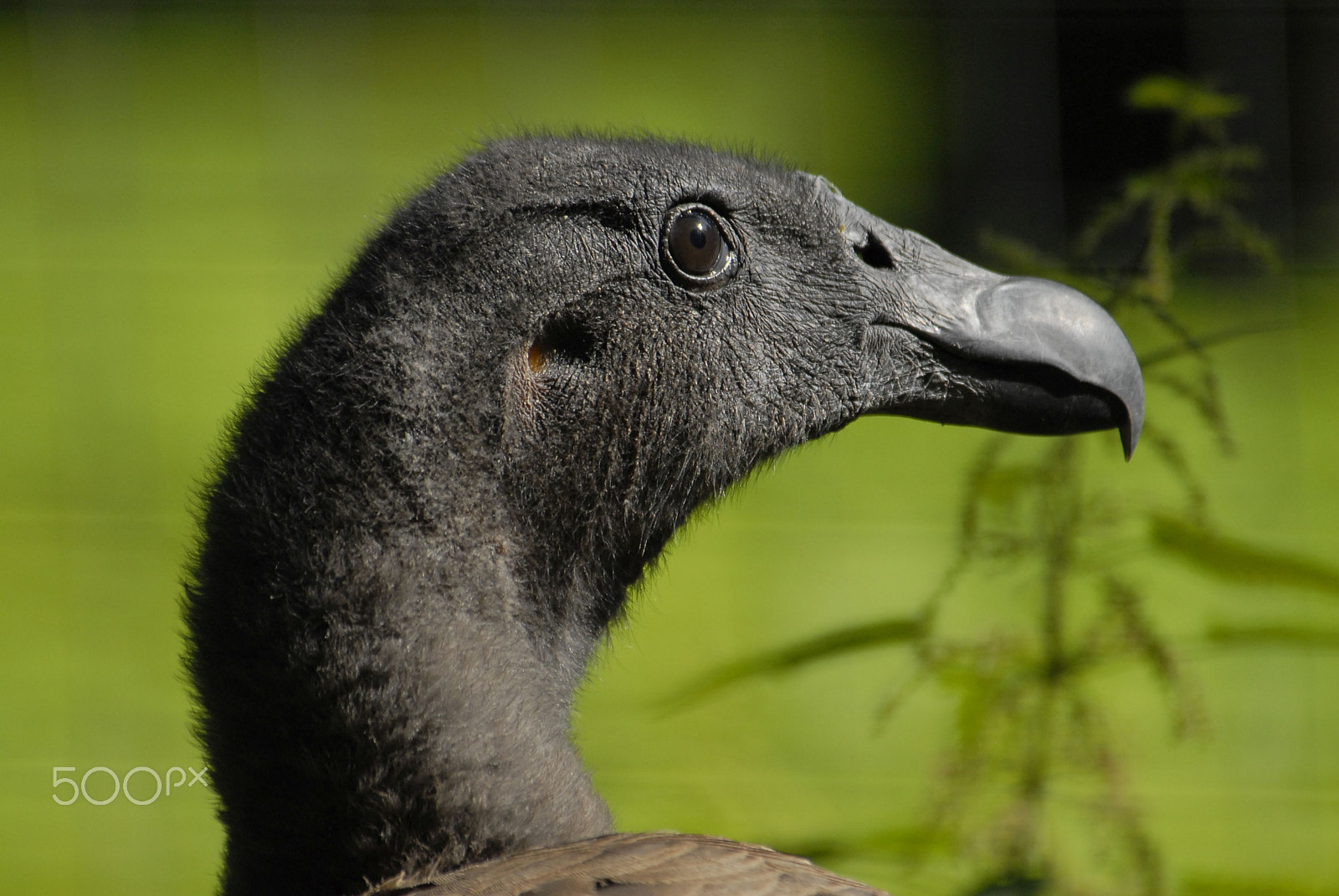 Nikon D200 sample photo. Young condor photography