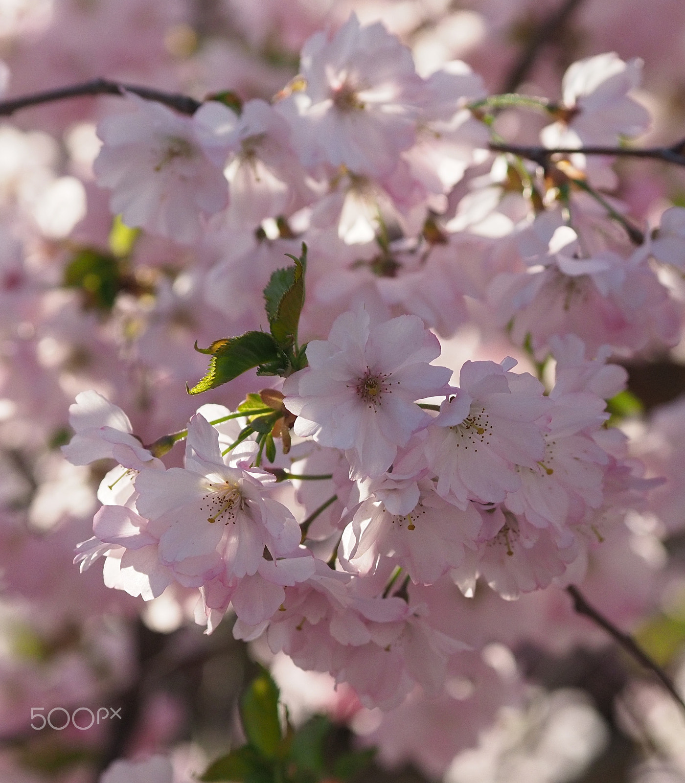 Olympus OM-D E-M1 Mark II + Panasonic Lumix G X Vario 35-100mm F2.8 OIS sample photo. Japanese cherry blossom photography