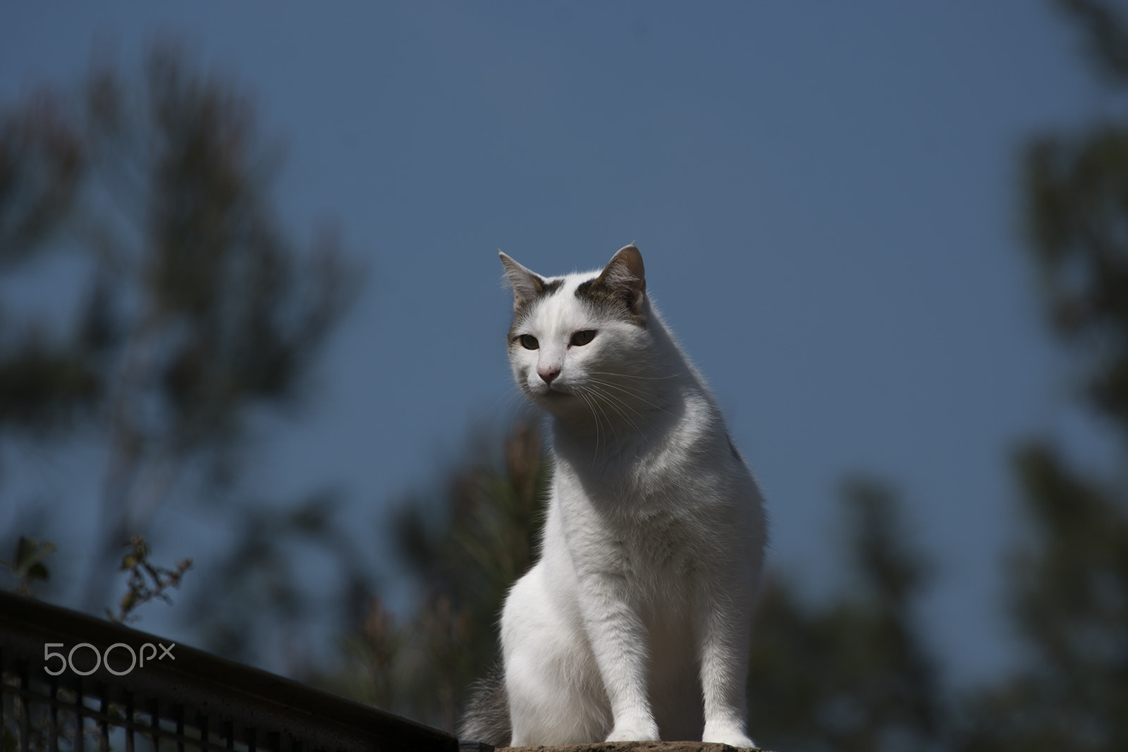Nikon D7100 sample photo. Mıstık.. photography