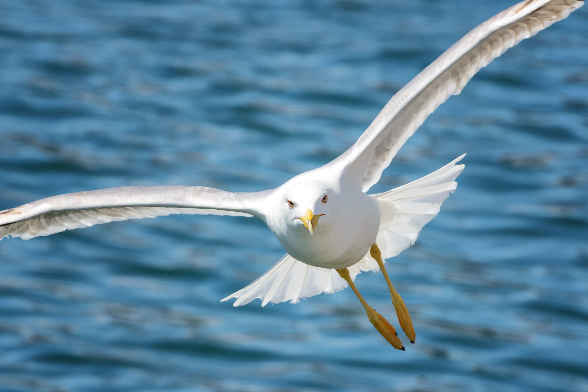 Nikon D7200 sample photo. Seagull photography