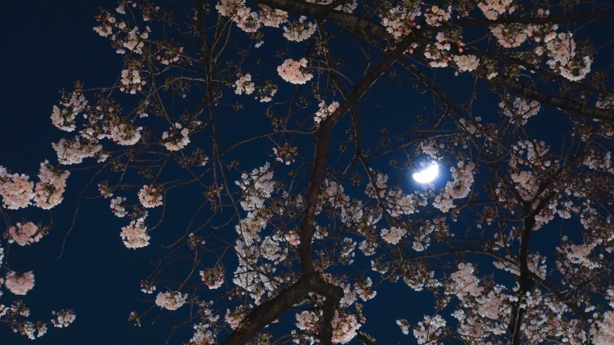 Sony E 18-200mm F3.5-6.3 OSS sample photo. Cherry blossoms and moon photography