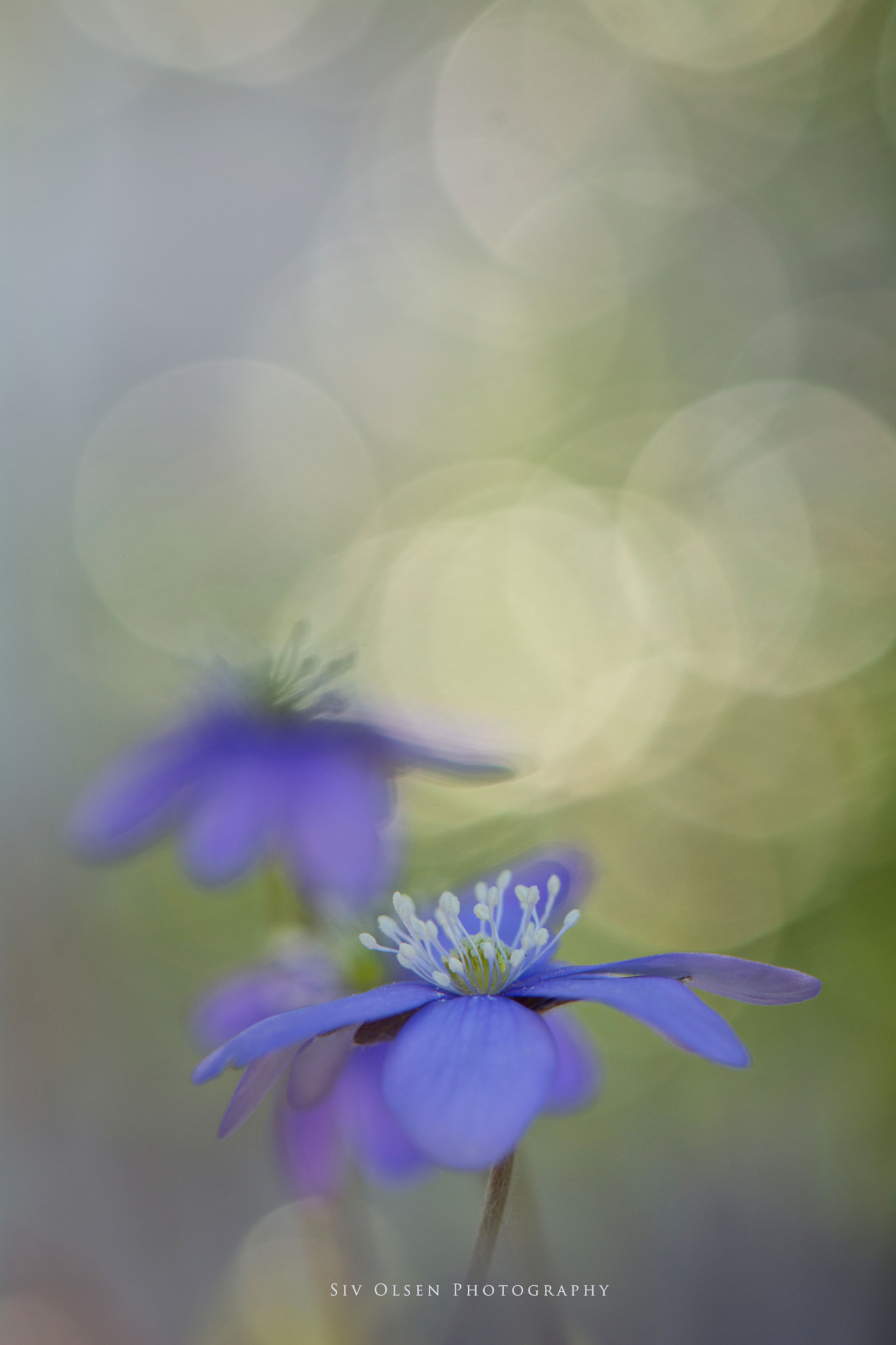 Nikon AF-S Micro-Nikkor 105mm F2.8G IF-ED VR sample photo. ~ bokeh ~ photography