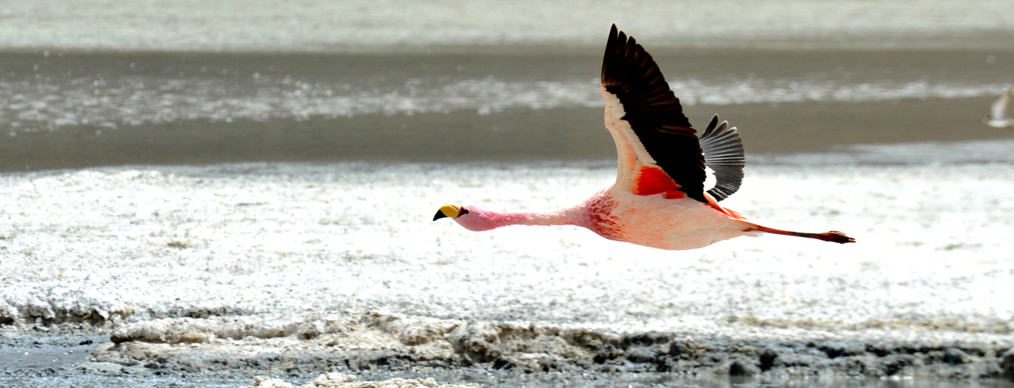 Nikon D700 sample photo. Flamant rose photography