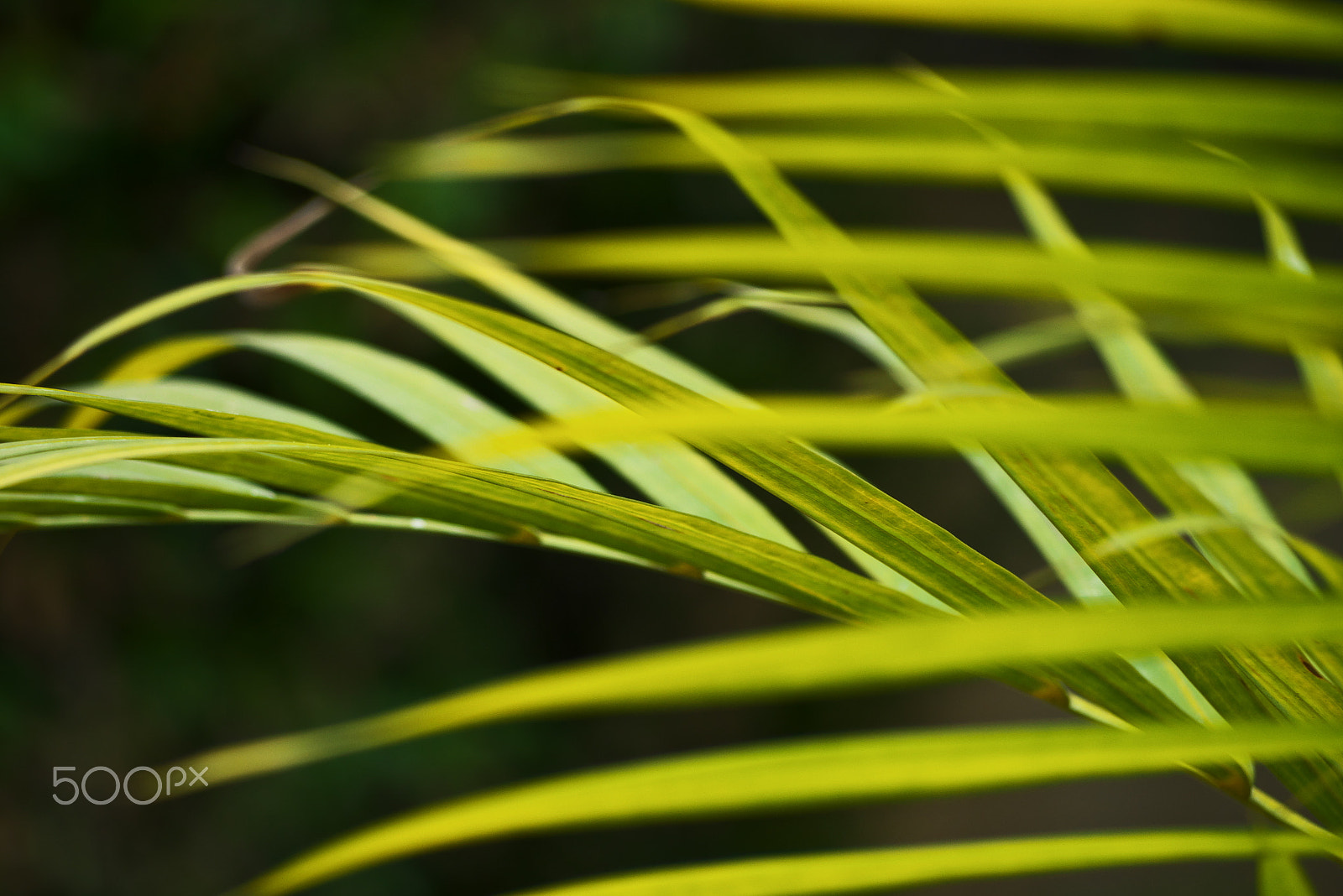 Panasonic Lumix DMC-G7 sample photo. Areca catechu photography
