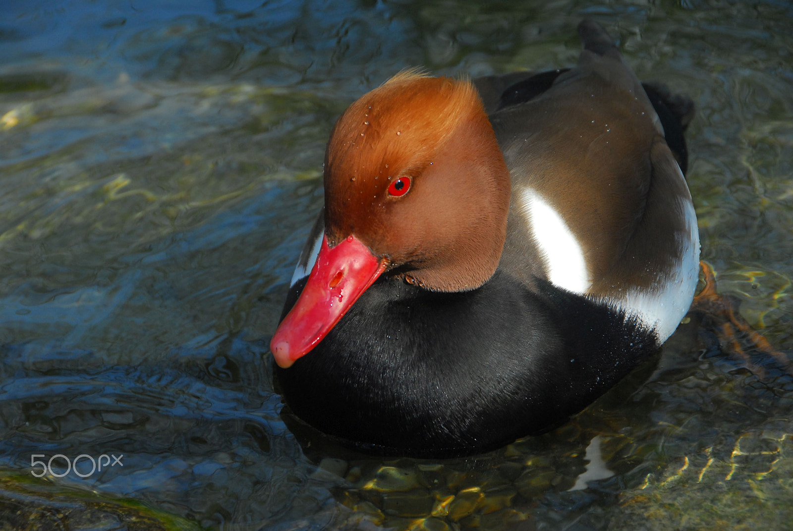 Nikon D200 sample photo. Kolbenente photography