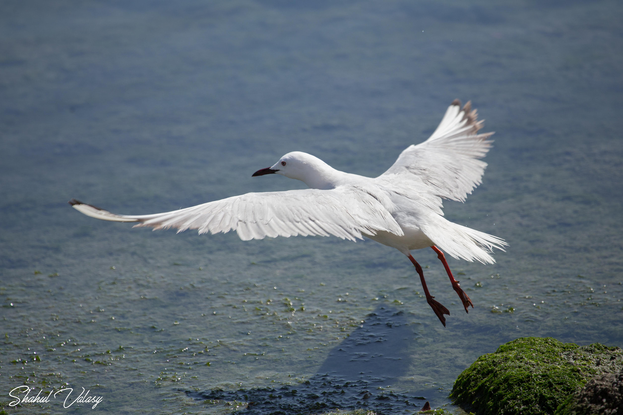 Canon EF 100-400mm F4.5-5.6L IS USM sample photo. Action.....gull photography