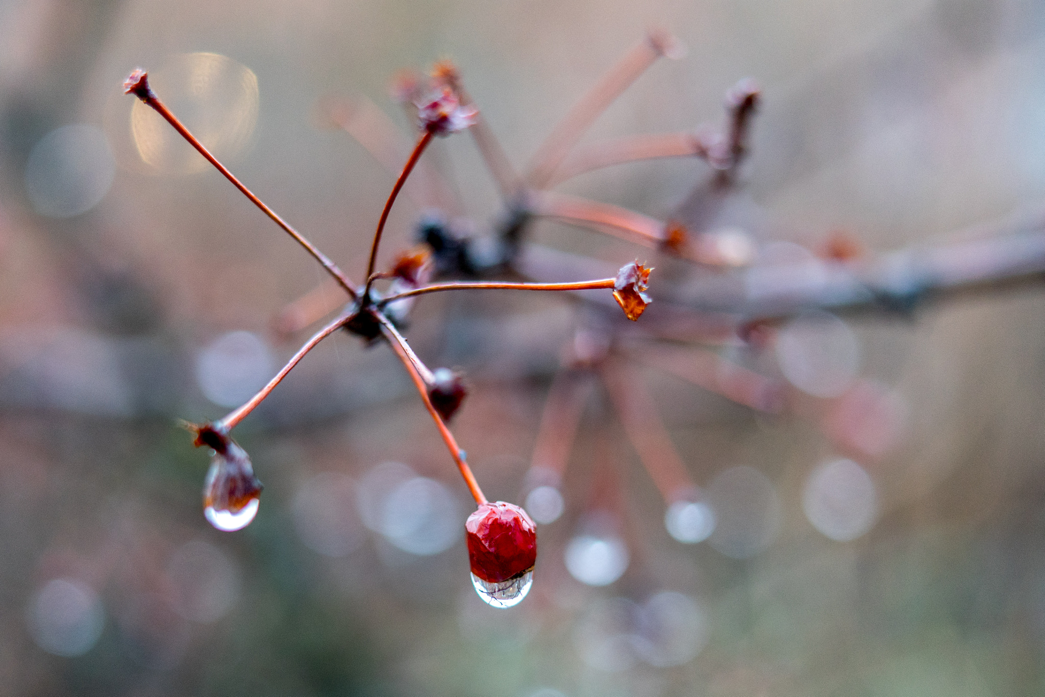 Sony Sonnar T* FE 35mm F2.8 ZA sample photo. 305/365: wet photography