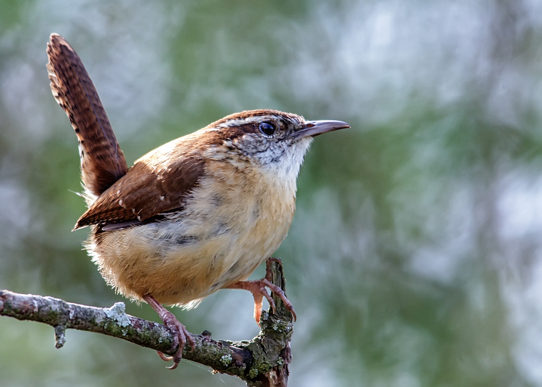 Canon EOS 60D + Sigma 150-500mm F5-6.3 DG OS HSM sample photo. Carolina wren photography