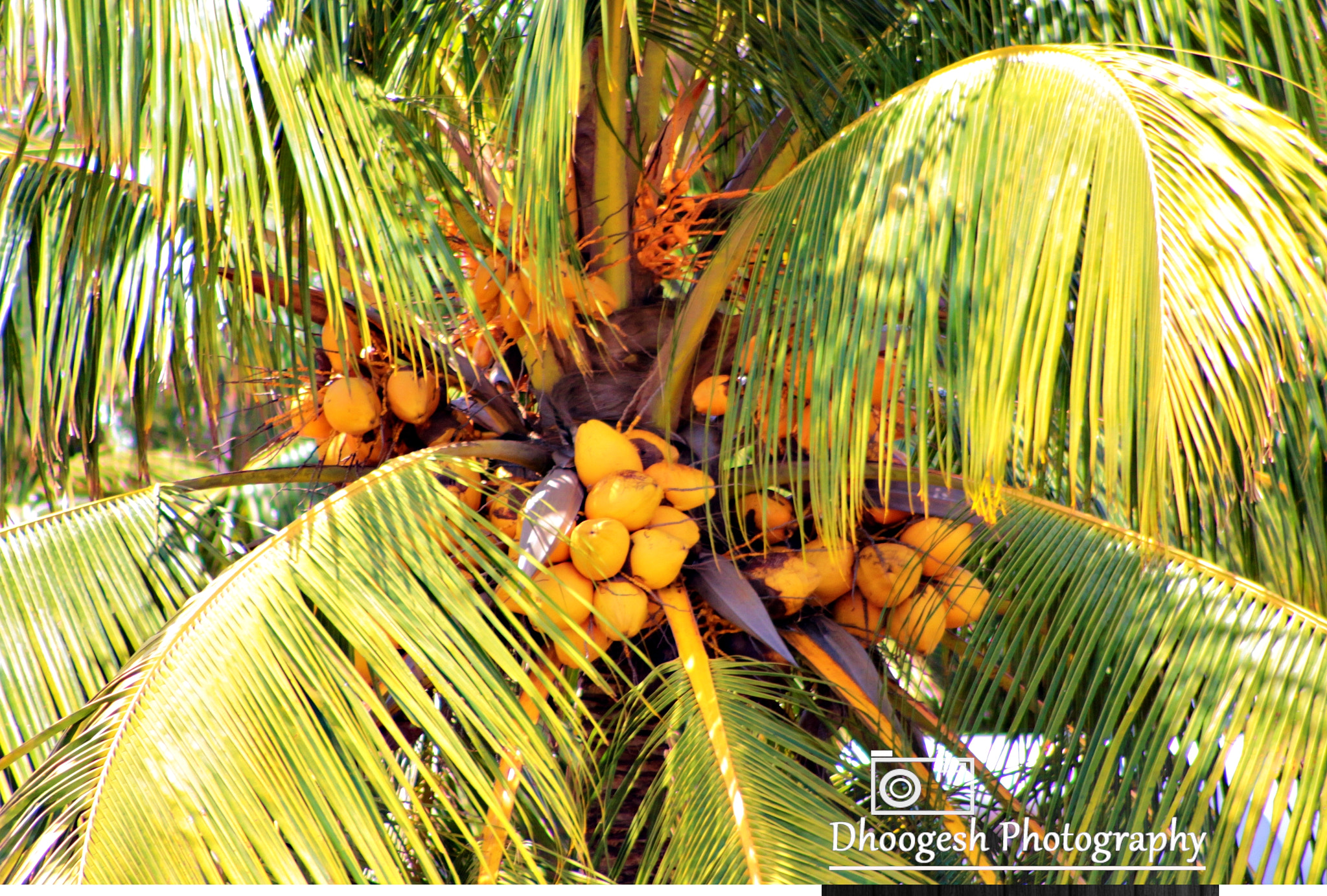 Canon EOS 700D (EOS Rebel T5i / EOS Kiss X7i) sample photo. Coconut photography