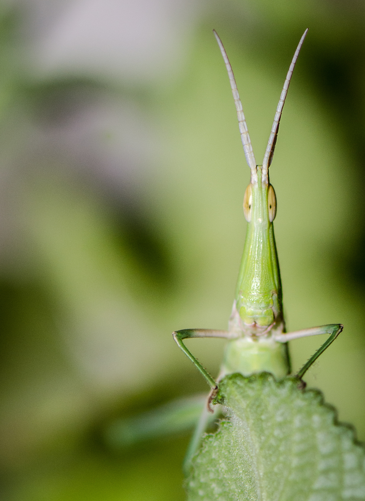 Nikon AF-S Micro-Nikkor 105mm F2.8G IF-ED VR sample photo. Hopper in my space photography
