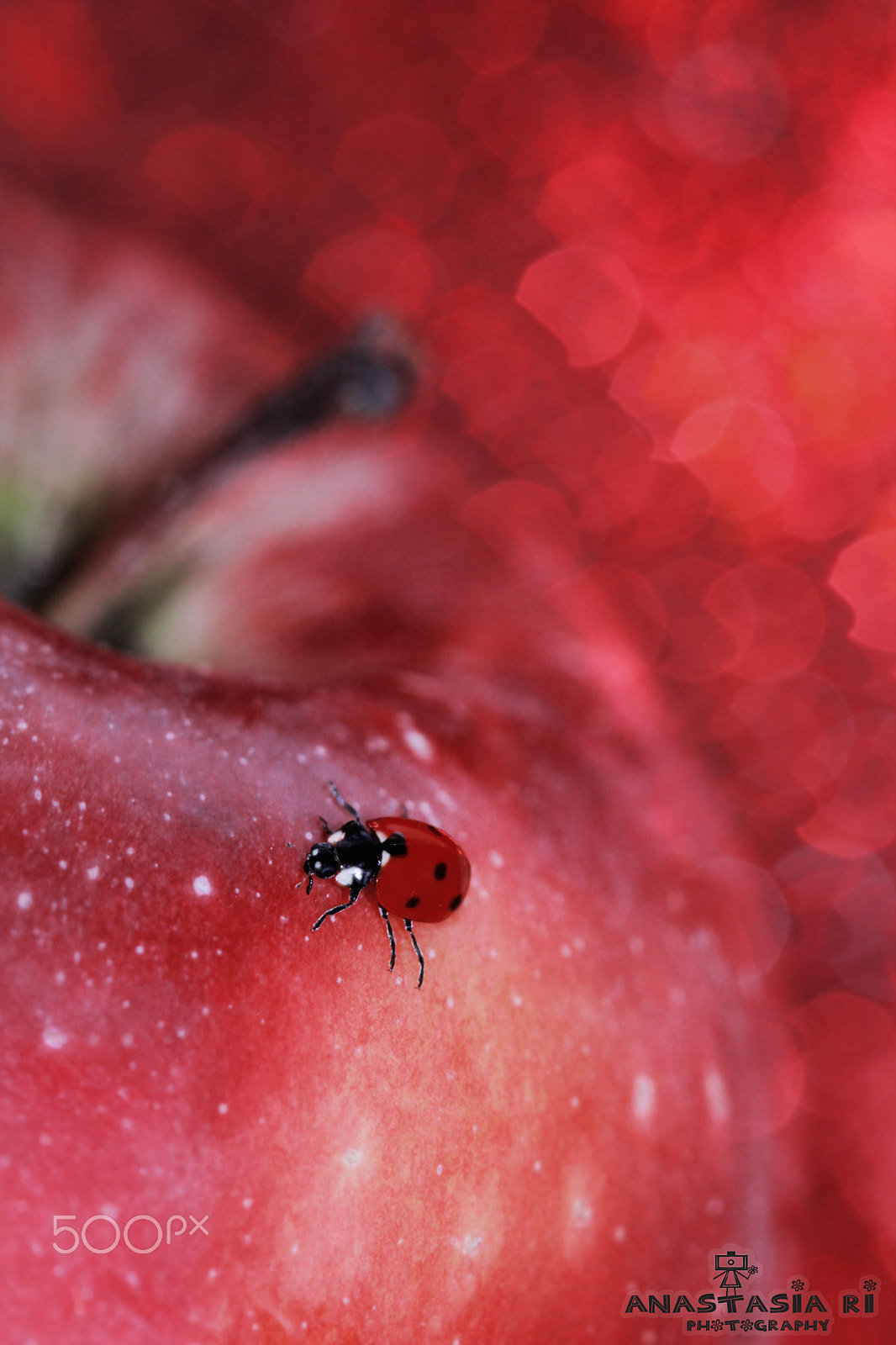 Canon EF 100mm F2.8 Macro USM sample photo. Apple apple town part 3 photography