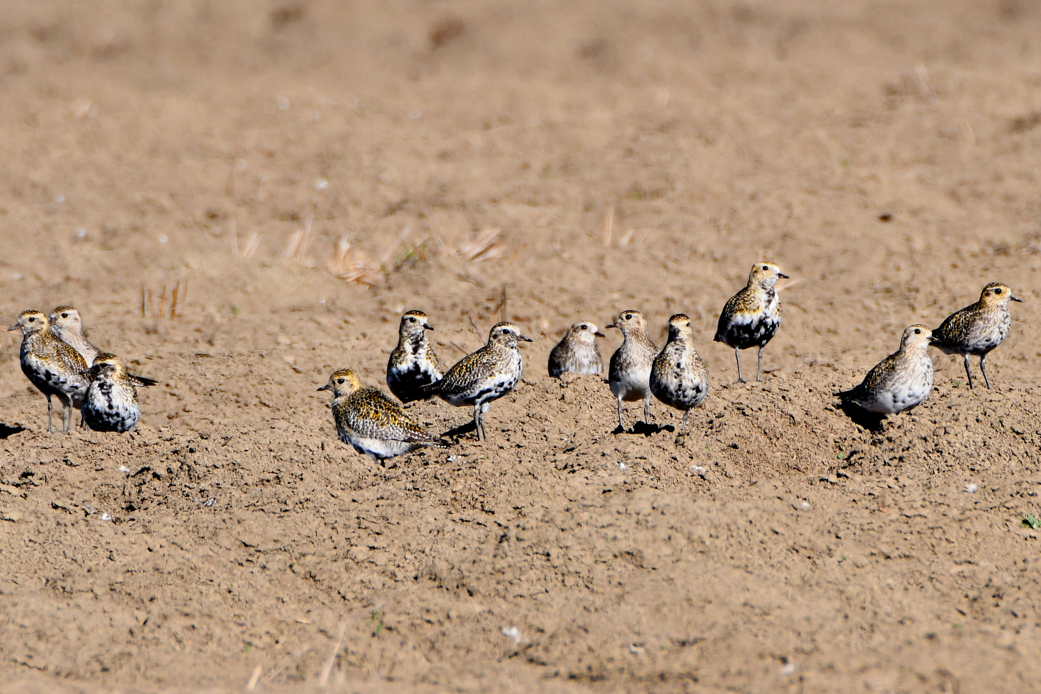 Nikon D500 sample photo. Golden plover (pluvialis apricaria) photography