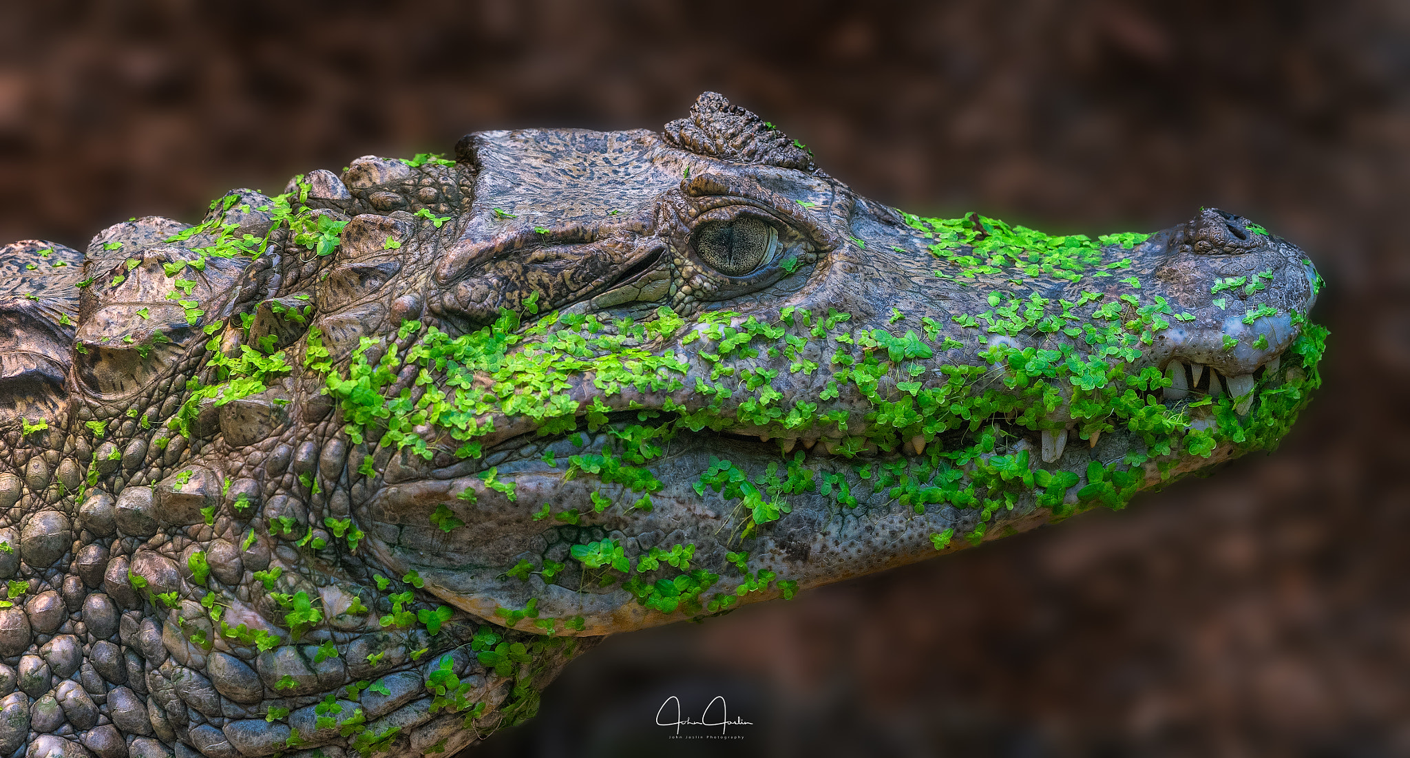 Sony a7 sample photo. Duckweed crocodile photography