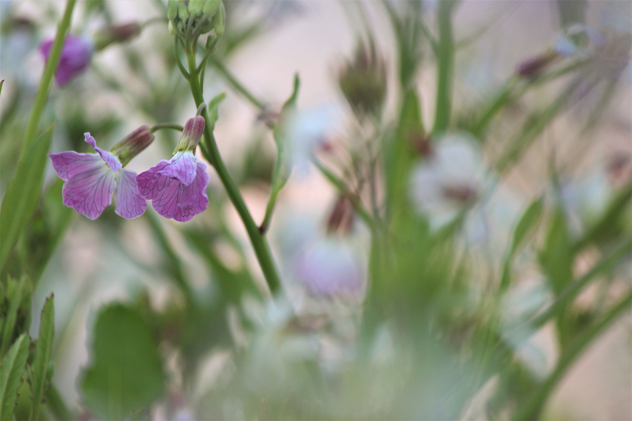 Canon EF-S 55-250mm F4-5.6 IS II sample photo. Flower garden photography