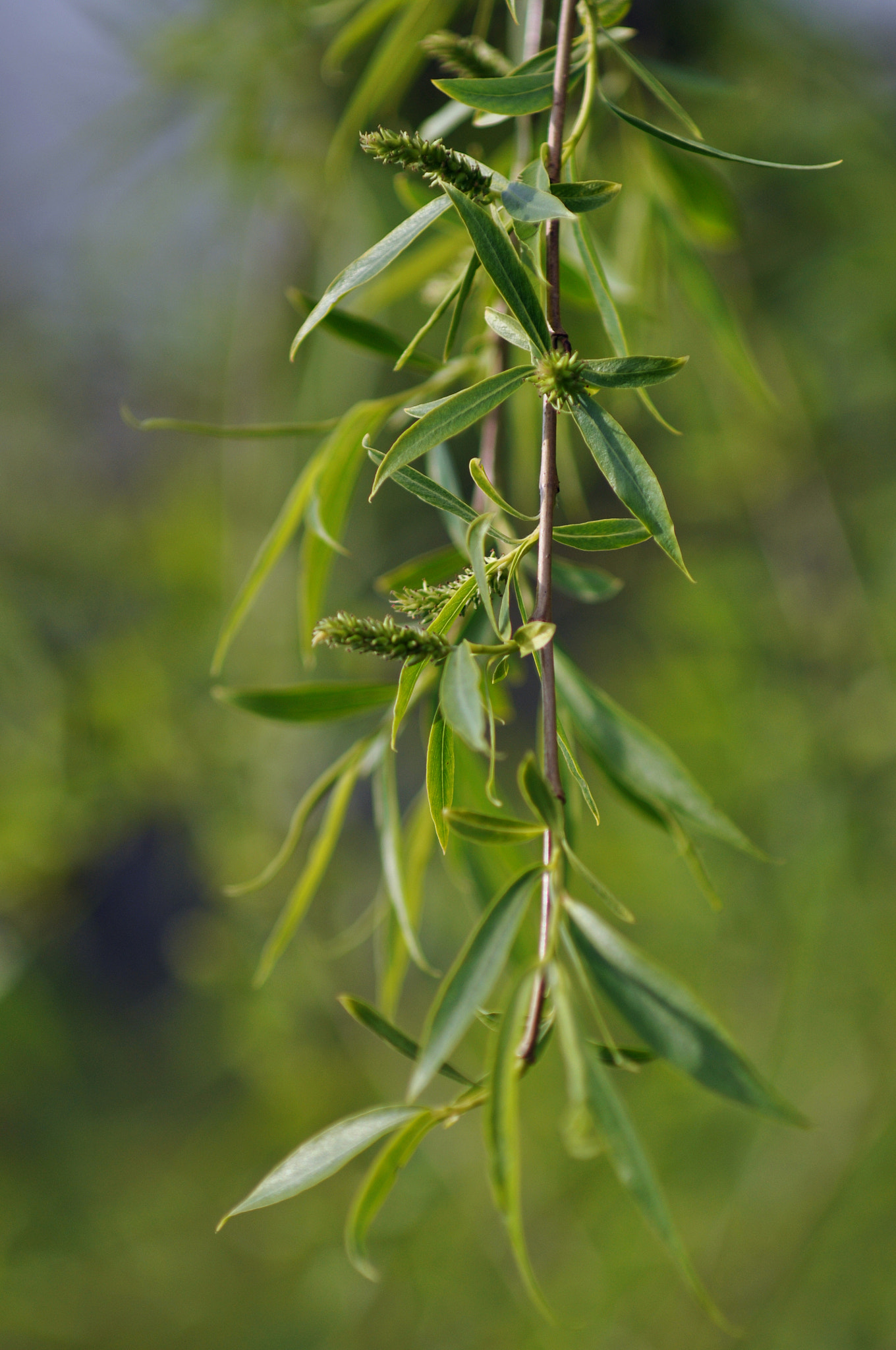 AF Zoom-Nikkor 70-210mm f/4 sample photo. Willow / salice photography