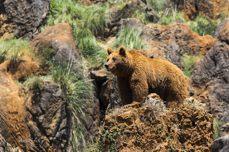 Sigma 70-200mm F2.8 EX DG OS HSM sample photo. Grizzly (oso pardo) photography