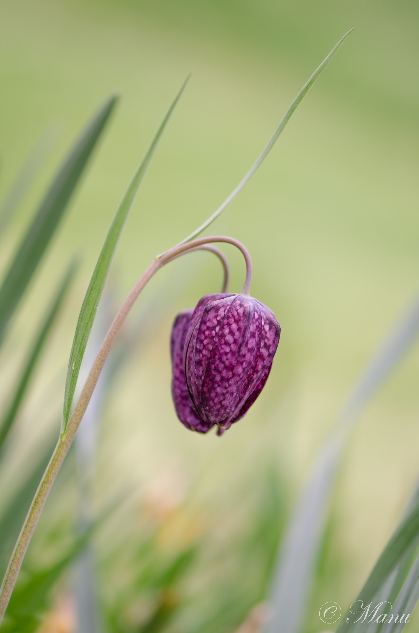 Nikon AF-S Micro-Nikkor 105mm F2.8G IF-ED VR sample photo. Fritillaire photography