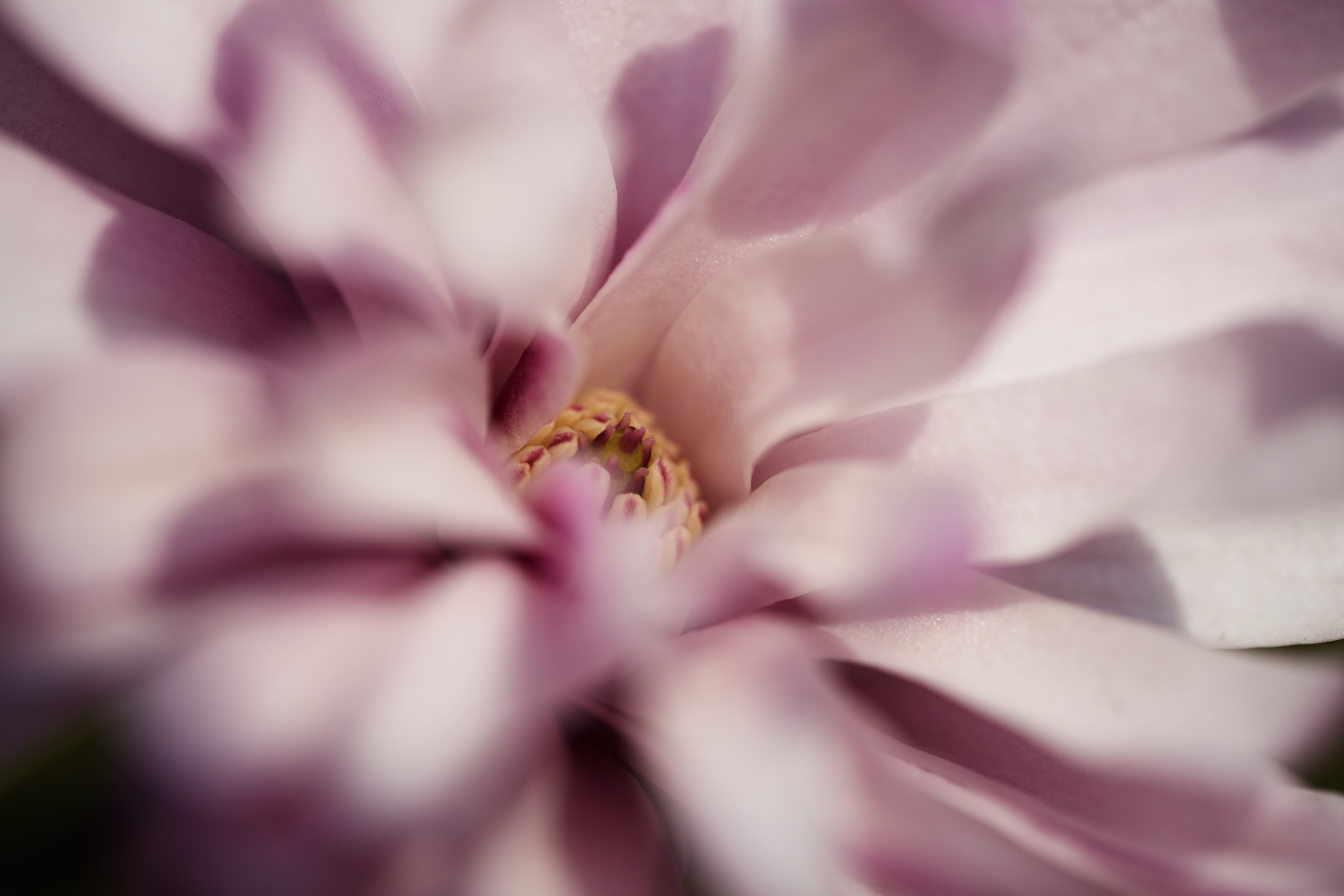Sony a7 II + Sony FE 90mm F2.8 Macro G OSS sample photo. Dreaming photography