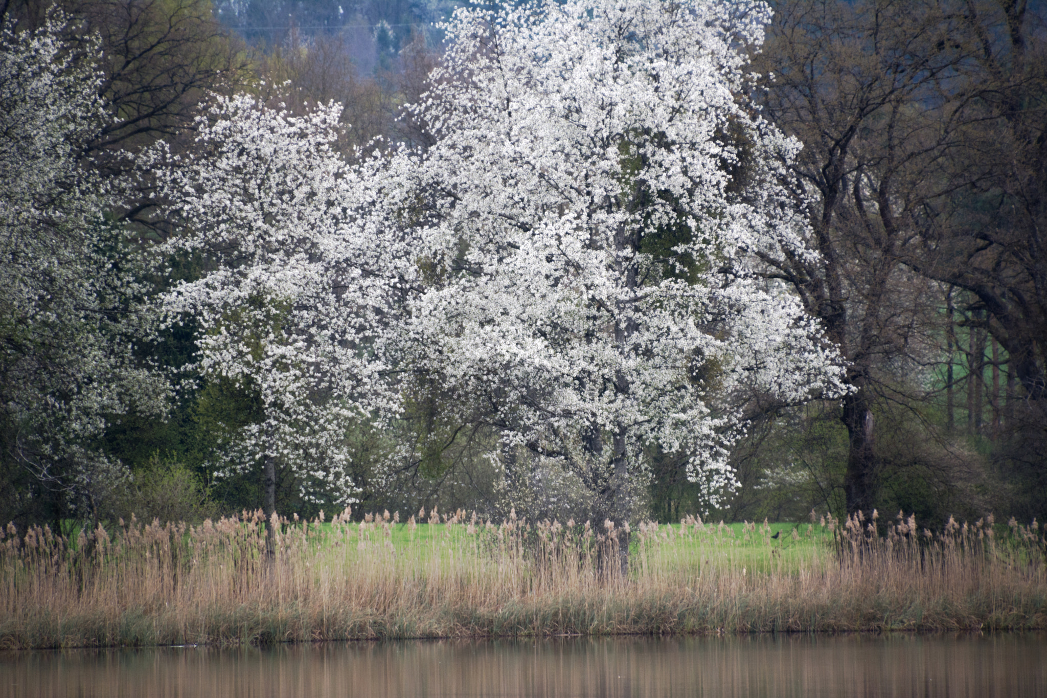 Nikon D7100 sample photo. Spring again photography